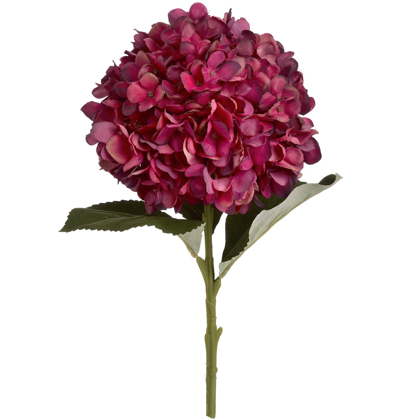 single stem of hydrangea