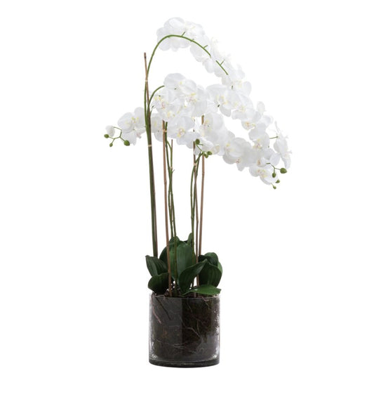 Tall Orchid in Glass Pot