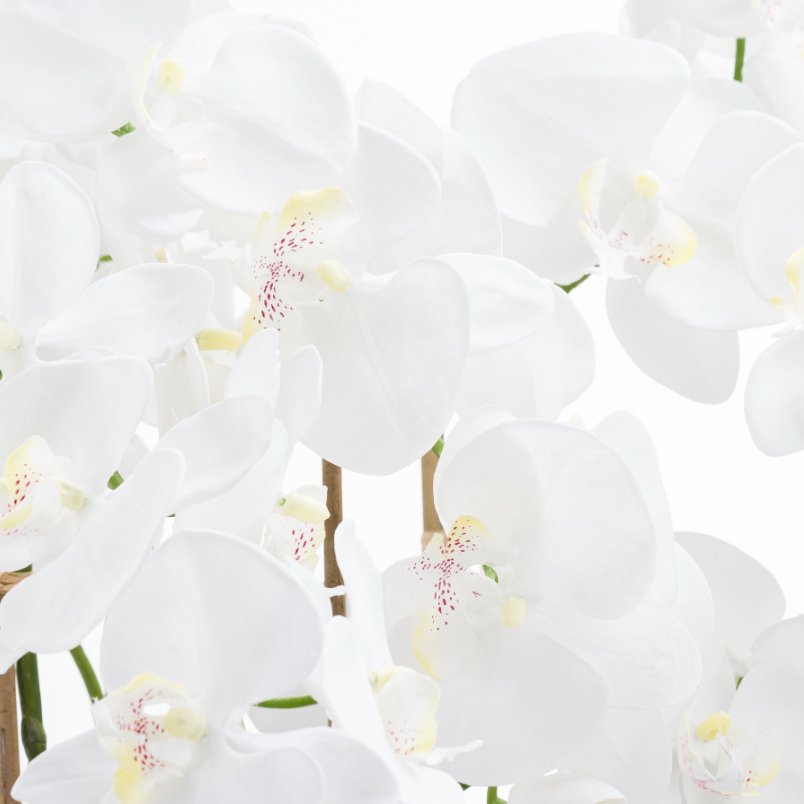 Tall Orchid in Glass Pot