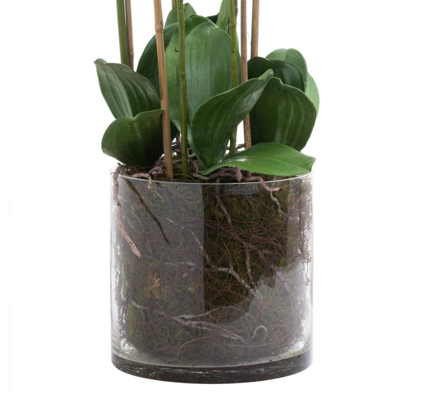 Tall Orchid in Glass Pot