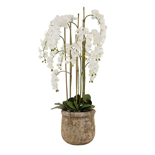 5ft orchid in stone pot, with supporting canes to the stems