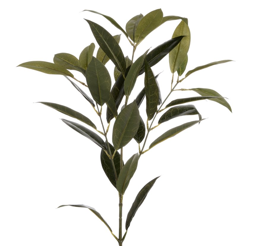 bay leaf spray