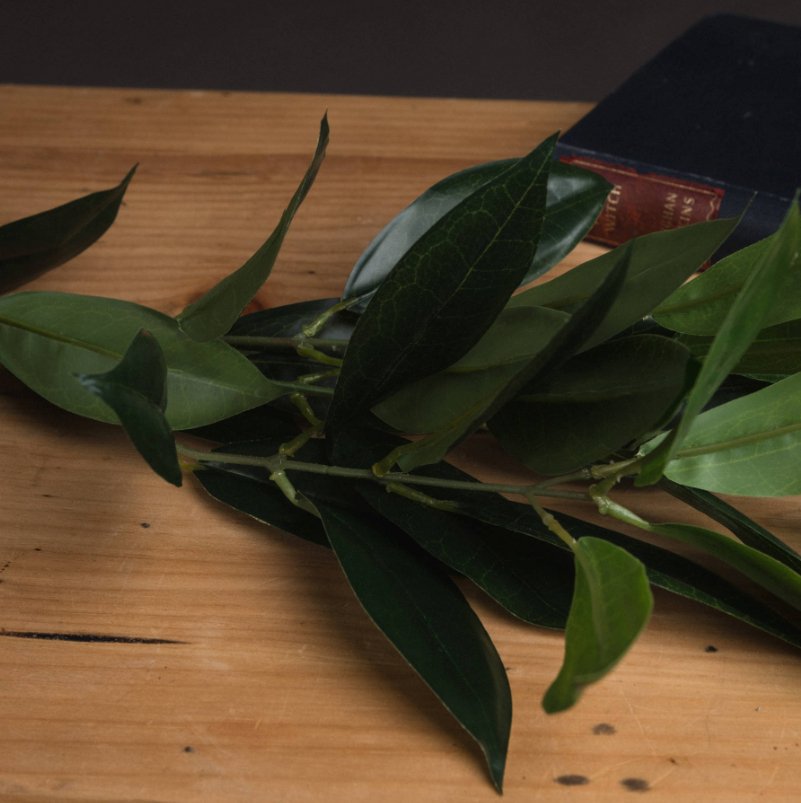 Bay leaf spray laid on table with leather bound book in the background