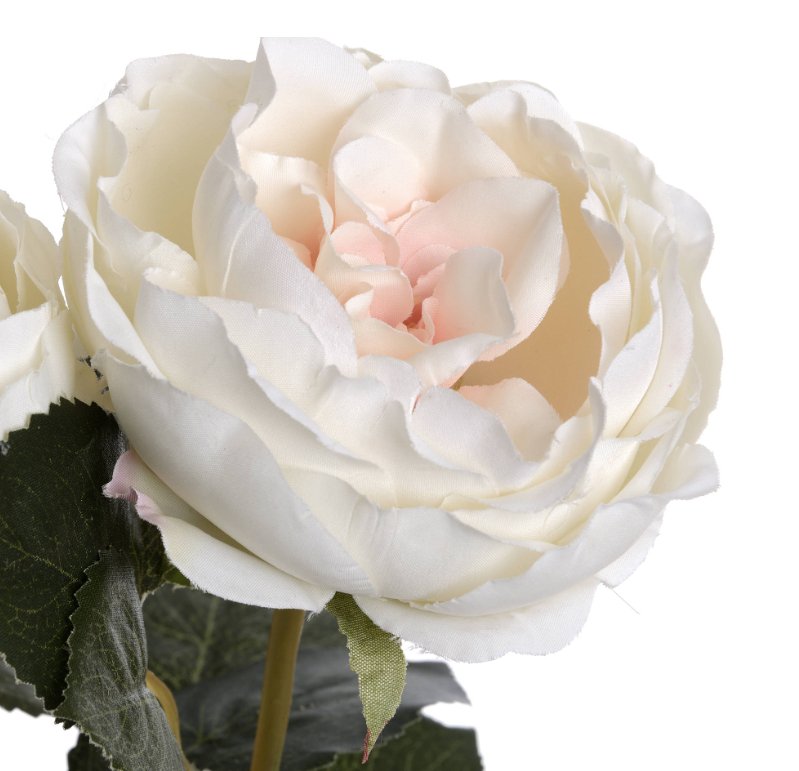 flower head and petal detail of blush garden rose