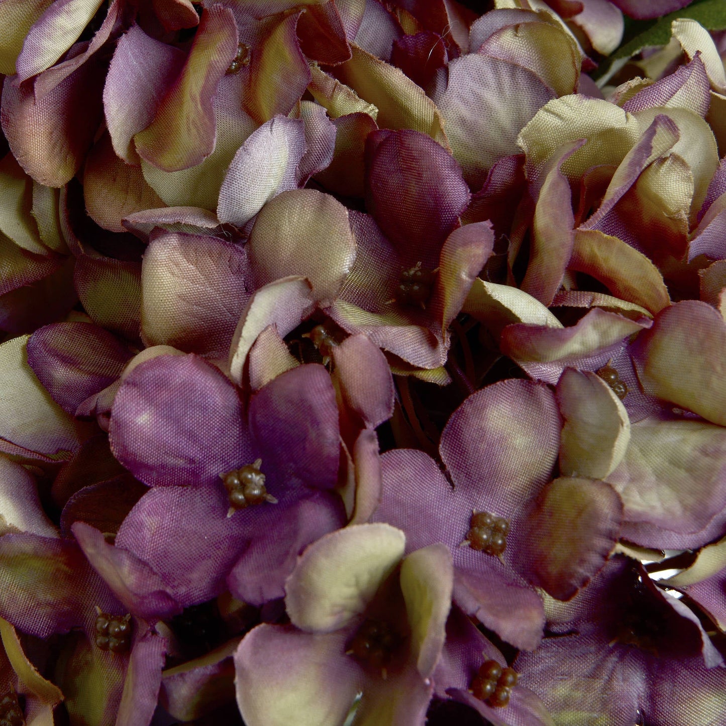 close up petal detail of burgundy hydrangea