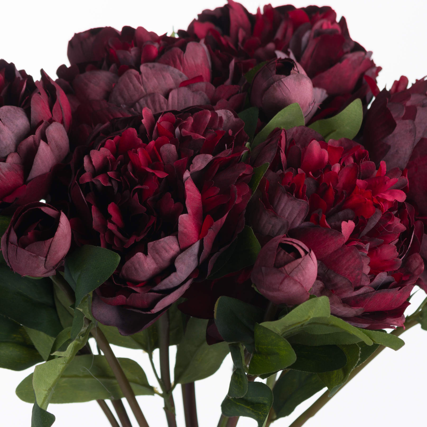 close up of heads on burgundy peony rose