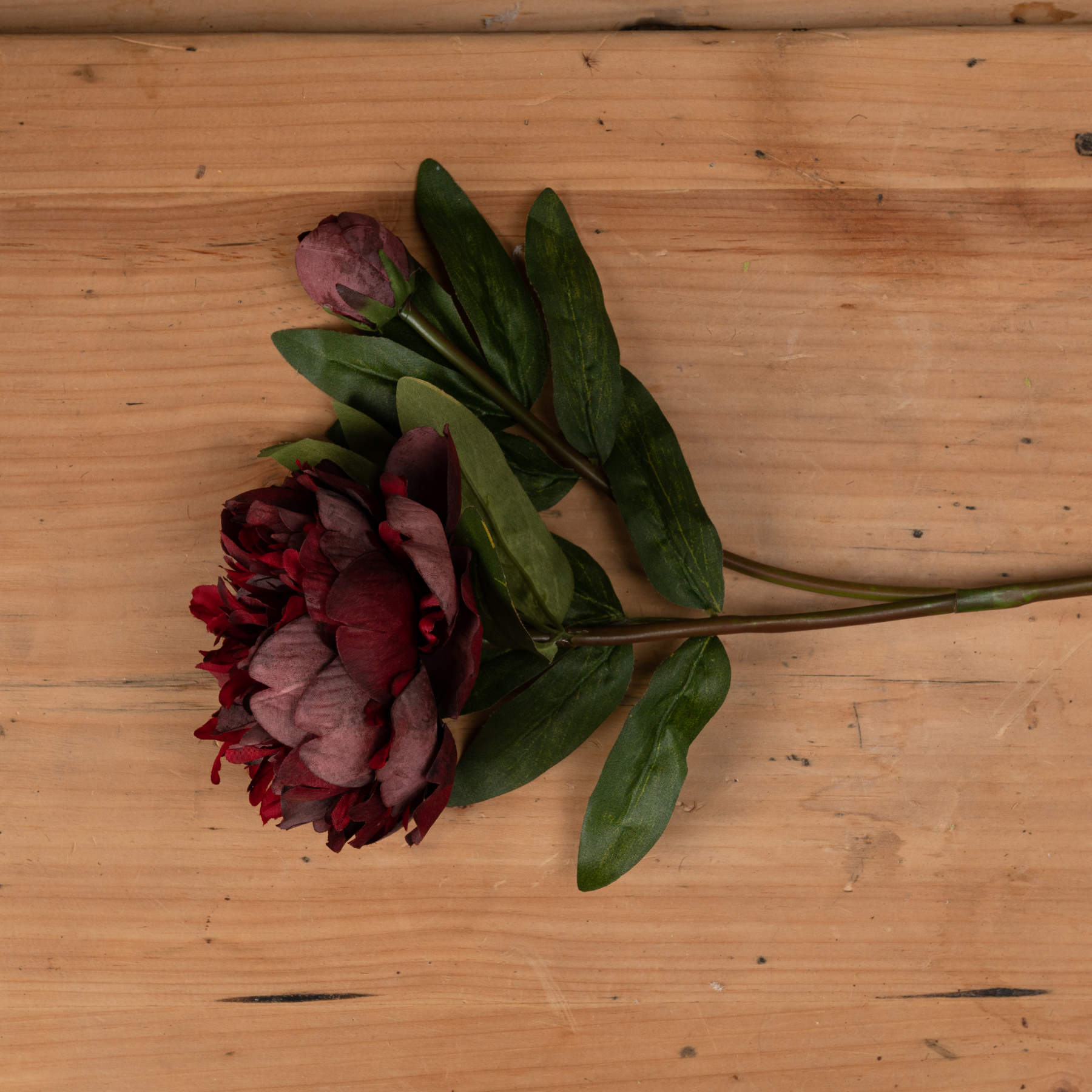 singular stem of burgundy peony rose laid down on wooden sideboard