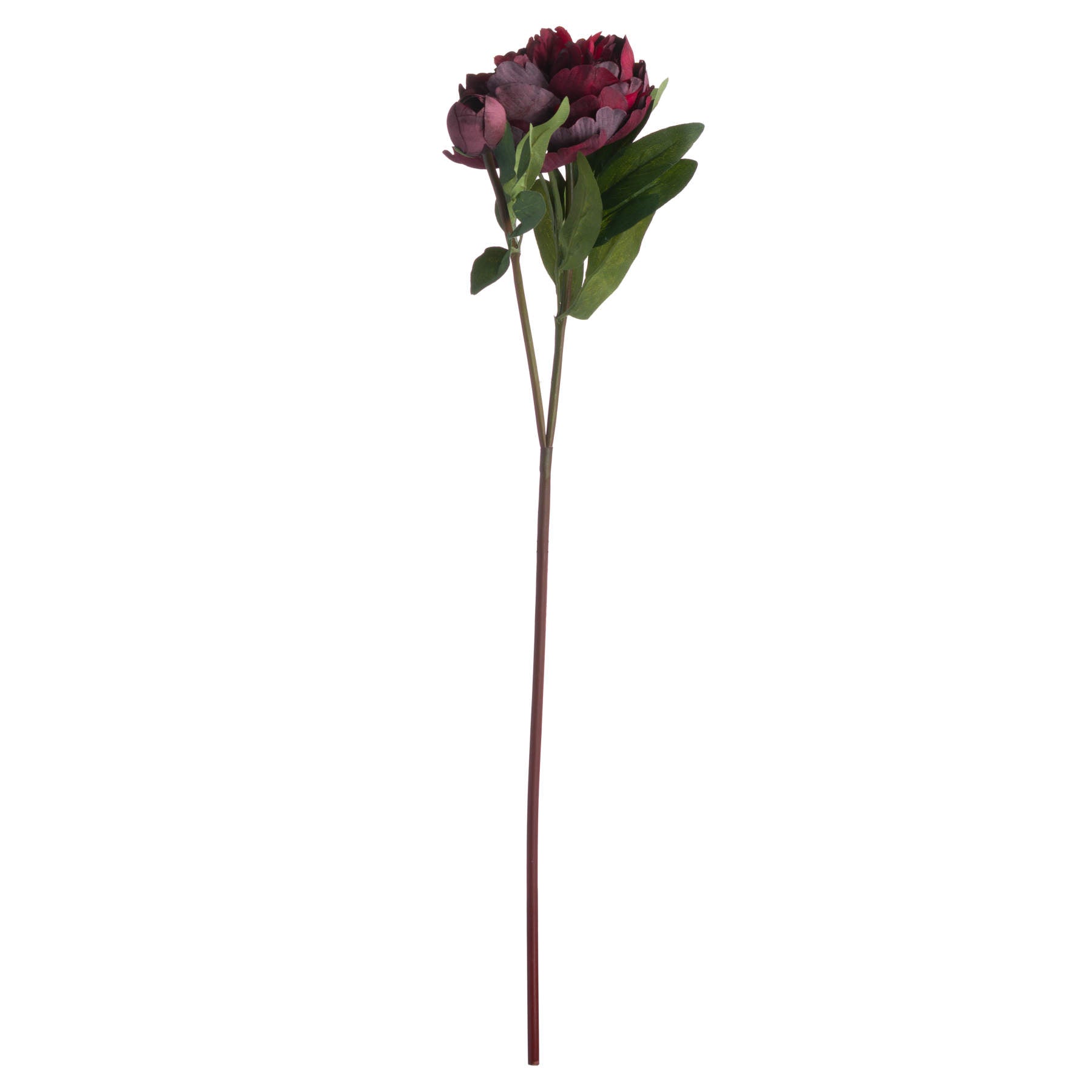 full length of single stem of burgundy peony rose