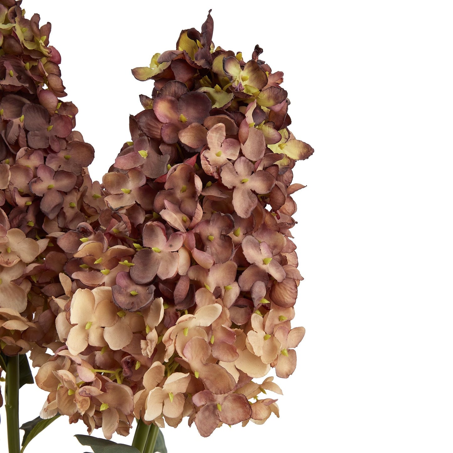 close up of spear head hydrangea head showing the petal details