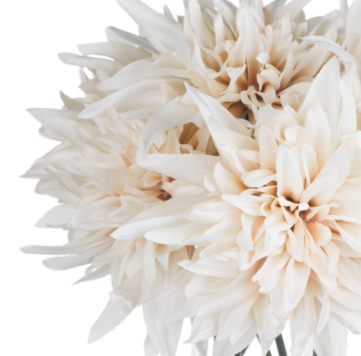 Café au Lait Dahlia