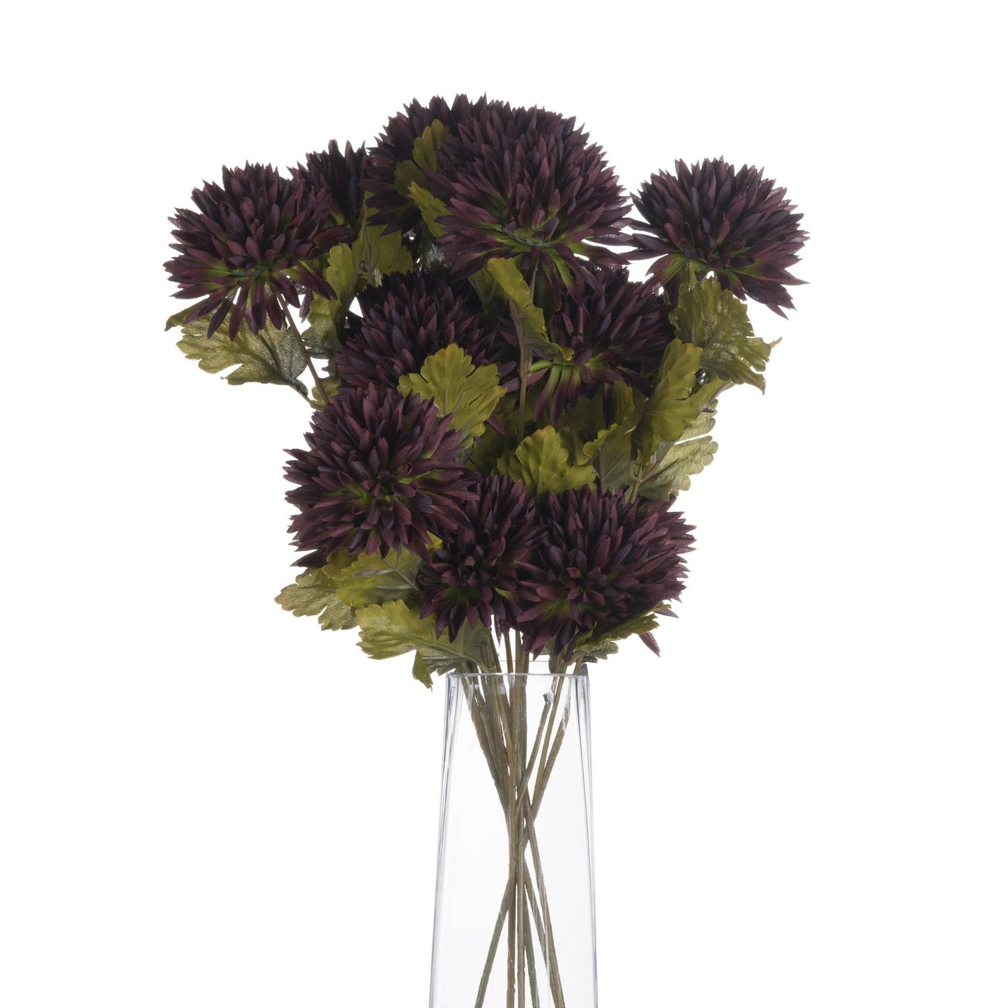 several stems of chocolate brown chrysanthemum in a tall glass vase