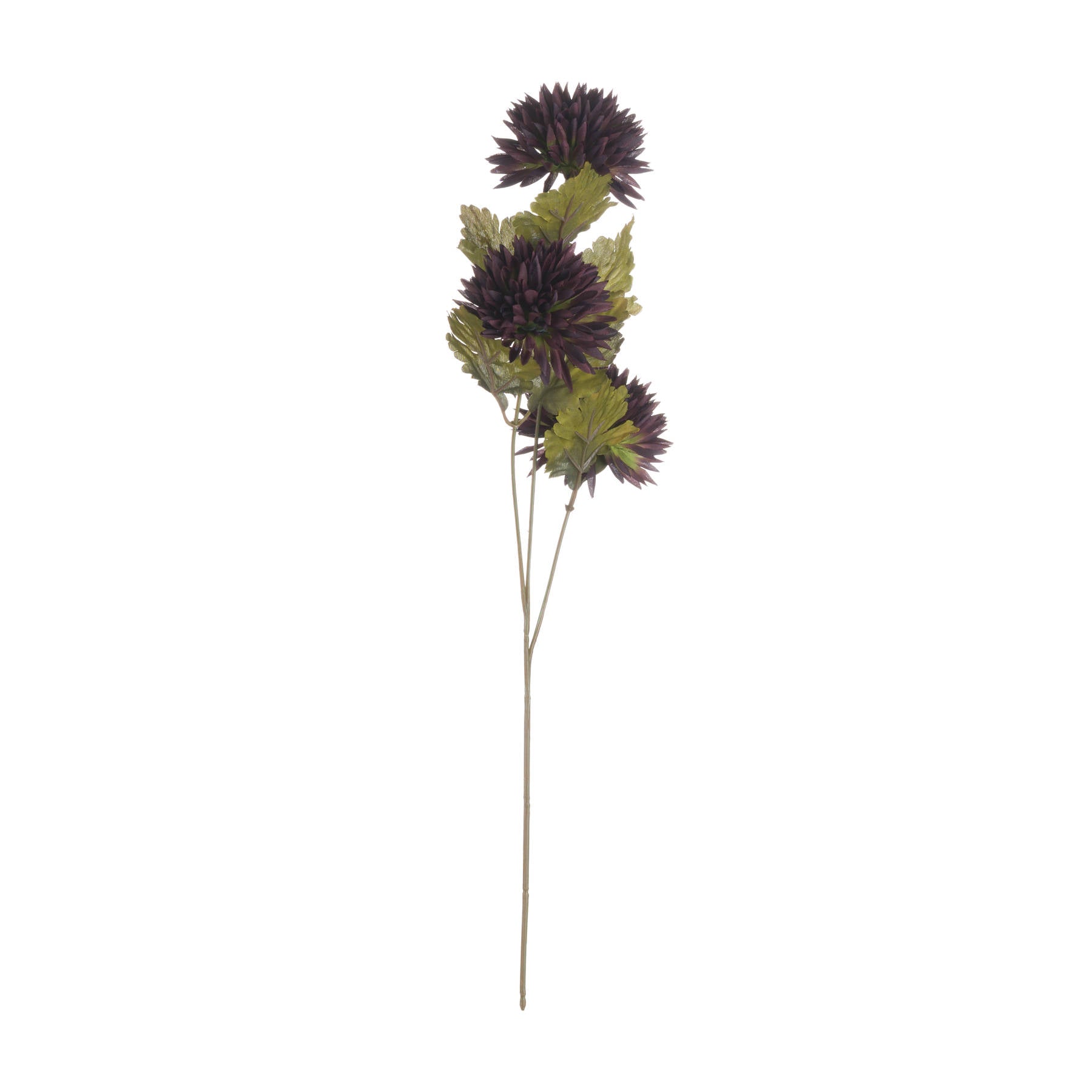 full length of single stem chocolate brown chrysanthemum stem with three flowers