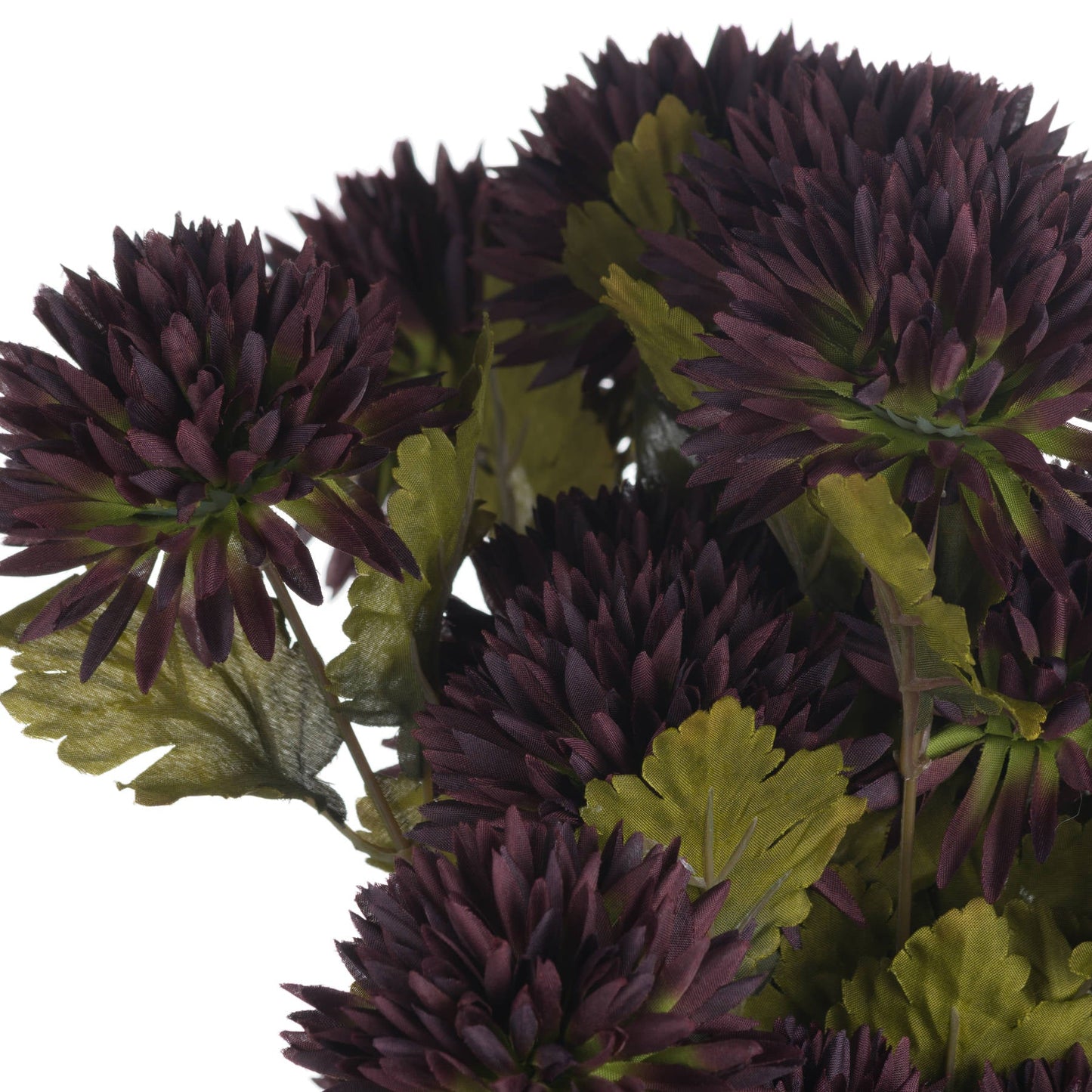 close up of chocolate brown chrysanthemum flowers