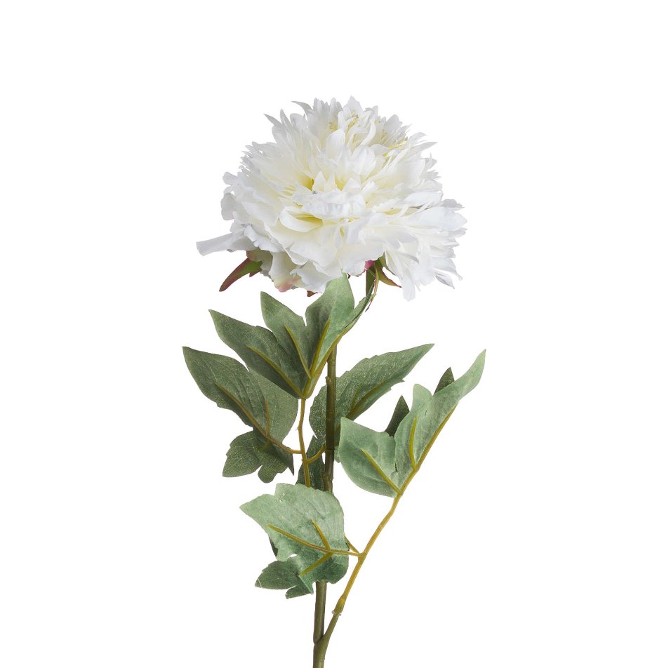 Classic White Peony