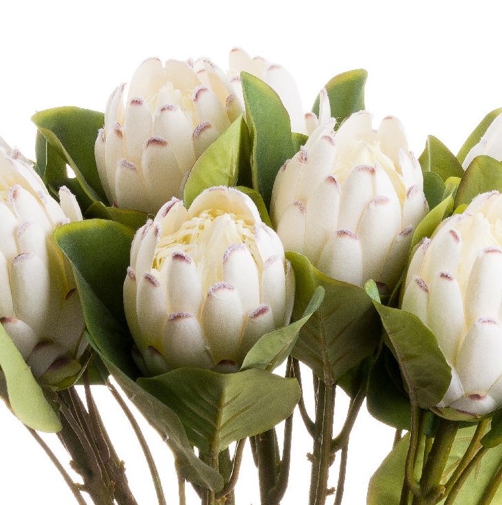 Closed White Protea