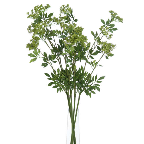 Glass vase showing 5 stems of Cow parsley