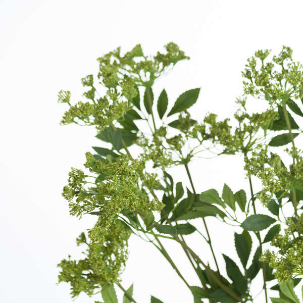 Close up of cow parsley showing details and realism