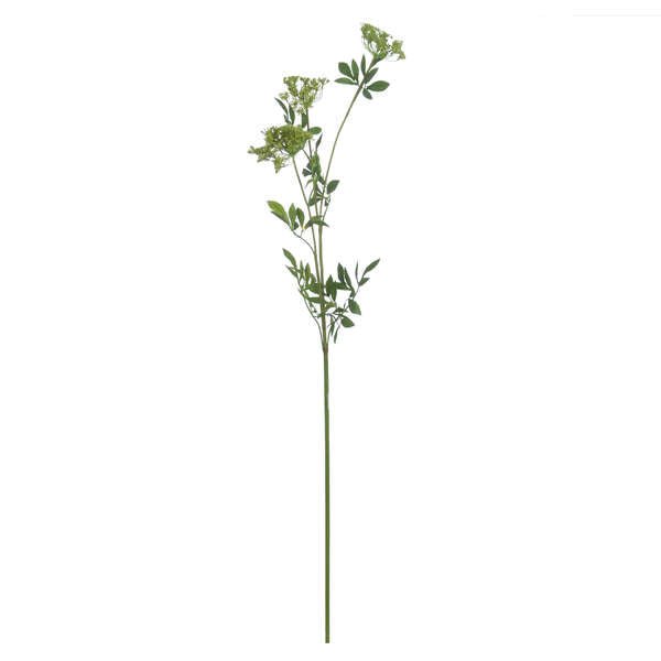 Individual stem of cow parsley