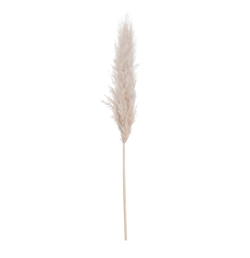 Cream Pampas Grass Stem