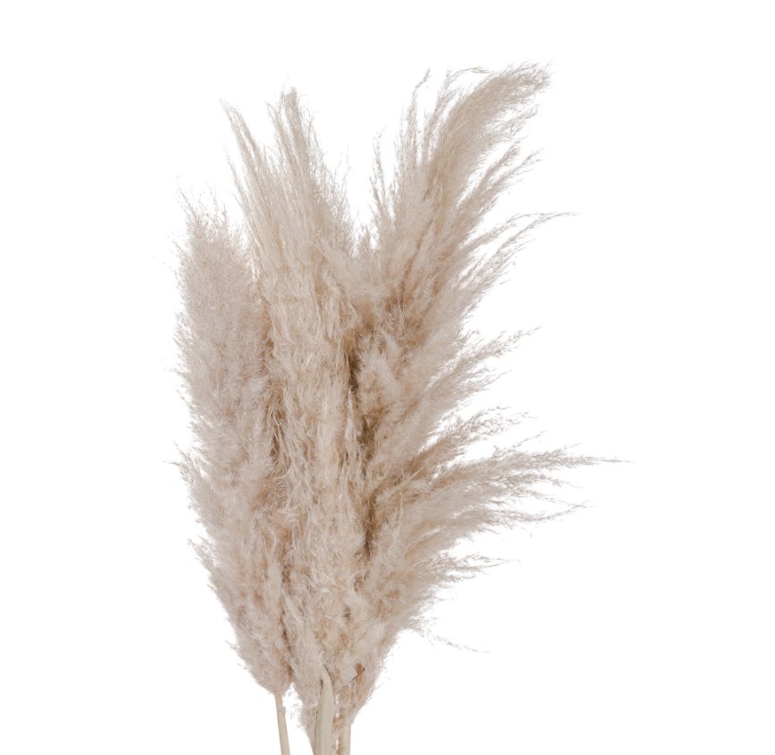 Cream Pampas Grass Stem