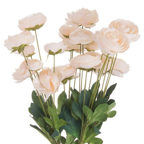 Bunch of cream ranunculus