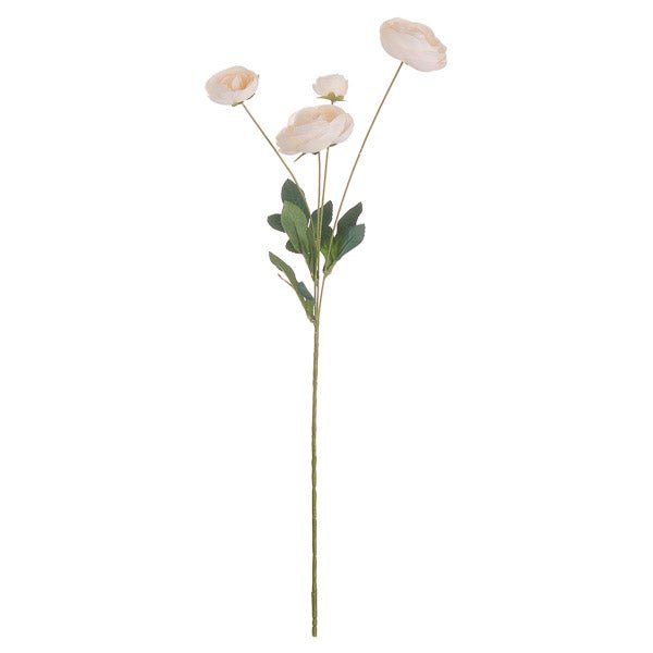 Single long stem of cream ranunculus