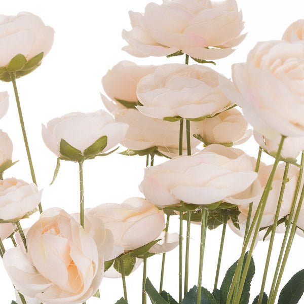 Cream Ranunculus