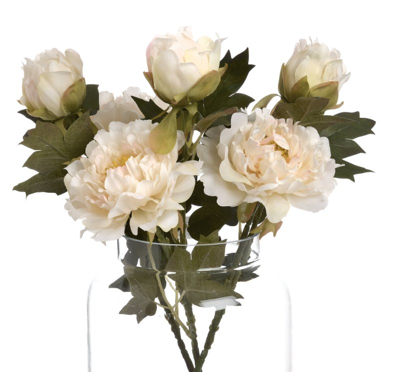 Cream White Peony