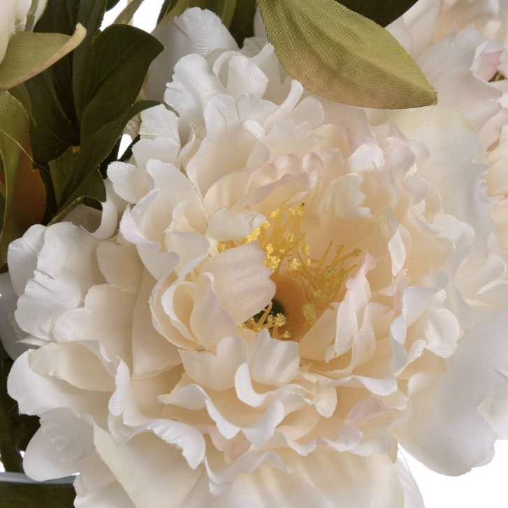 Cream White Peony