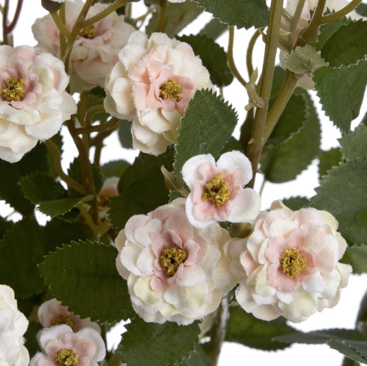 Cream Wild Meadow Rose