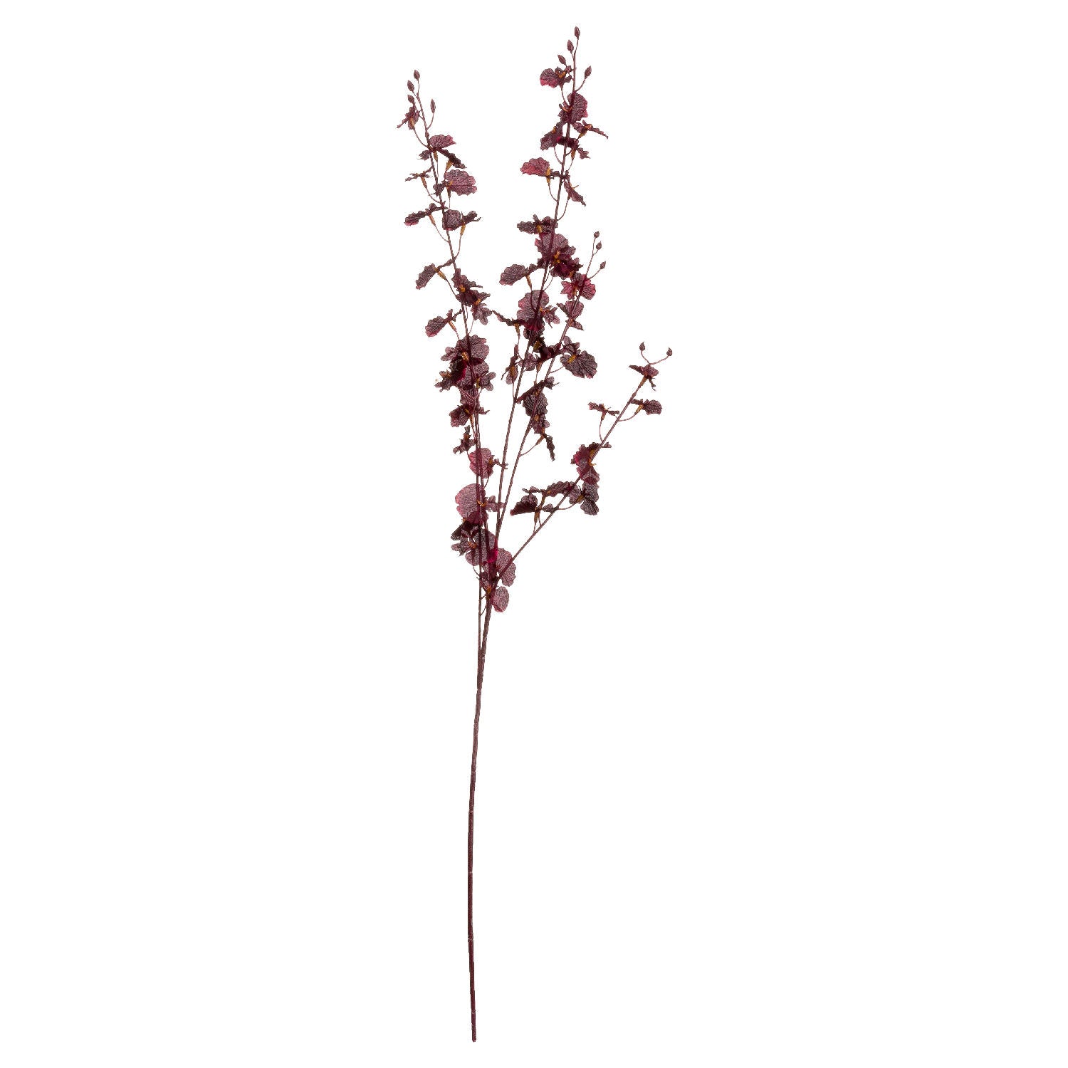 single stem of deep burgundy orchid spray