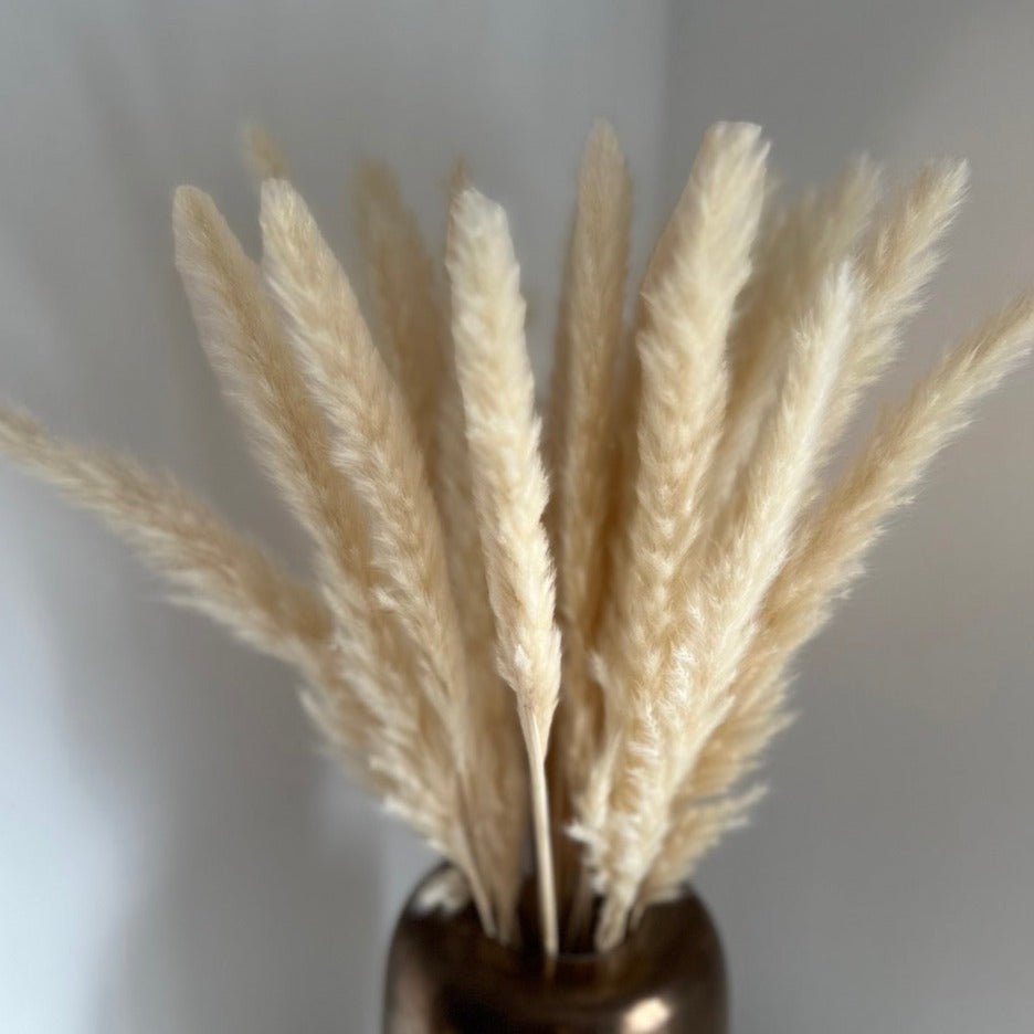 Dried Pampas Grass | 25 Stems