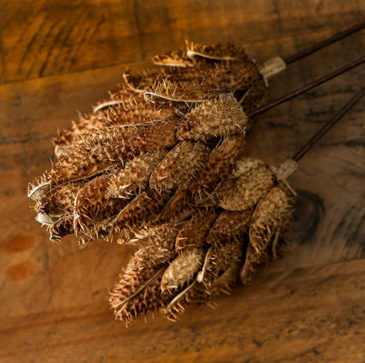 Dried Protea