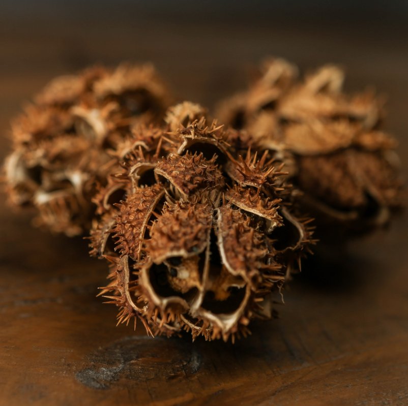 Dried Protea