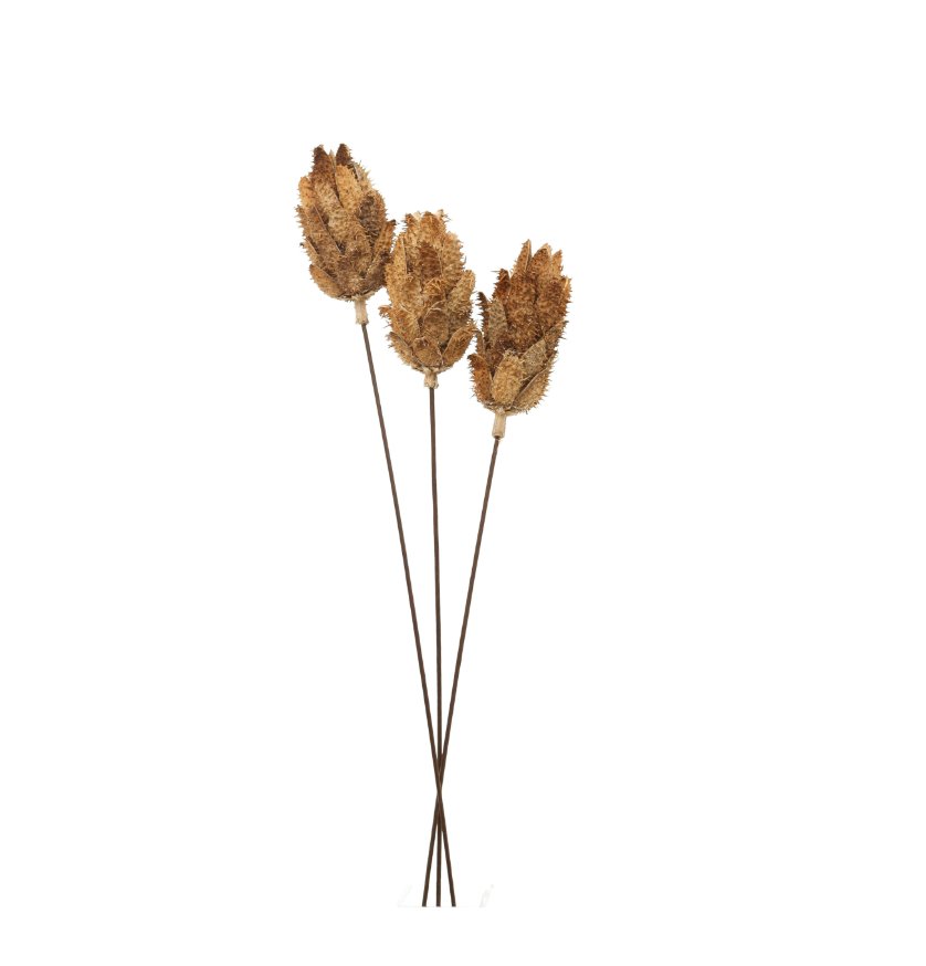 Dried Protea