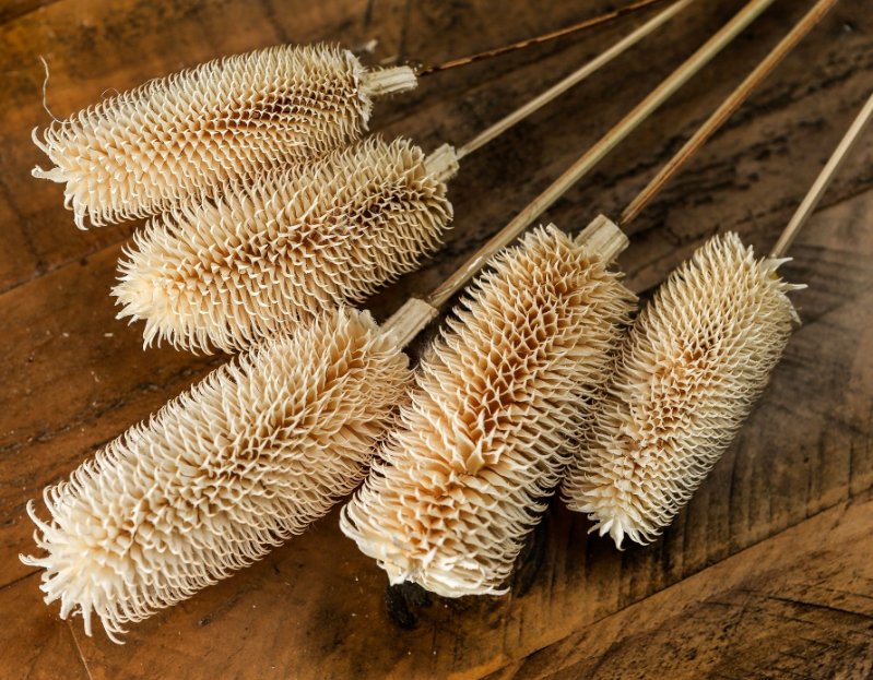 Dried Tall Thistle Bunch