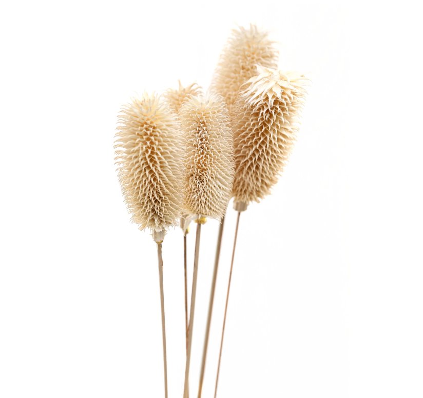 Dried Tall Thistle Bunch