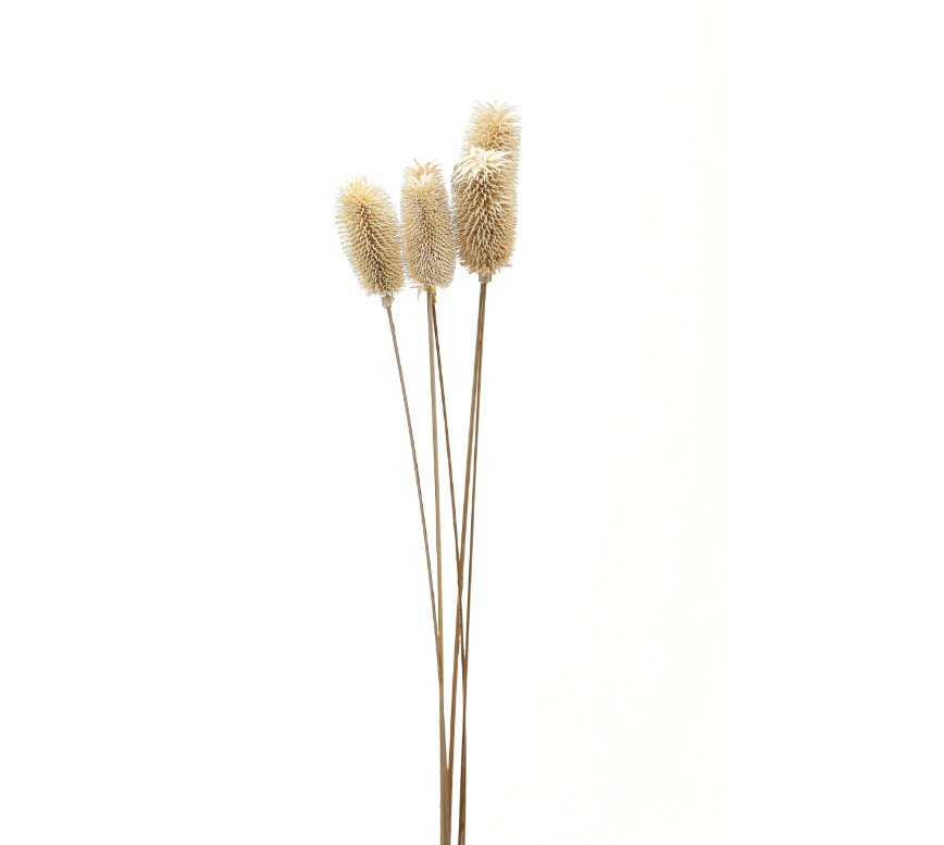 Dried Tall Thistle Bunch