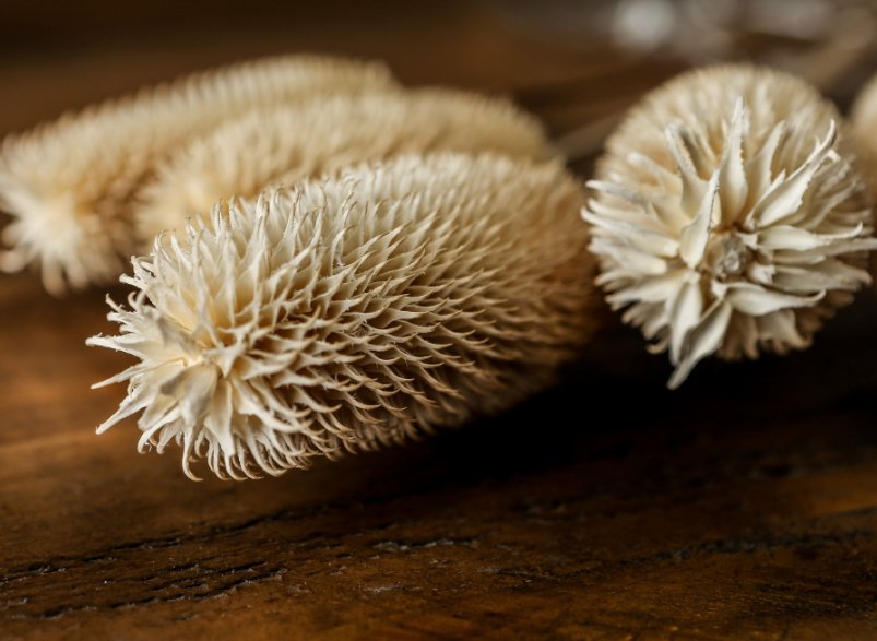 Dried Tall Thistle Bunch