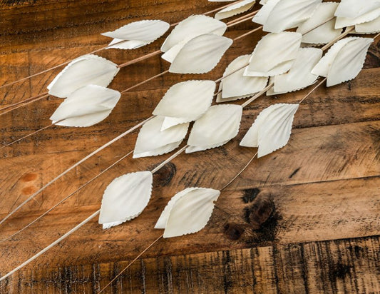 Dried Thlaspi Arvense Bunch