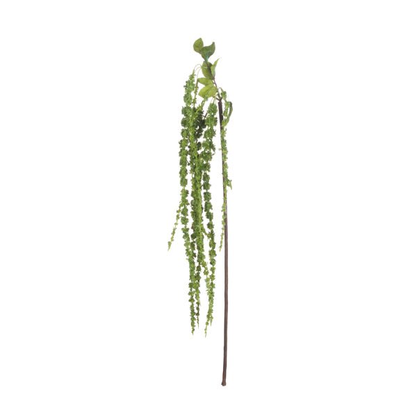 Green Amaranthus