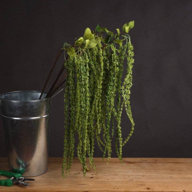 Green Amaranthus