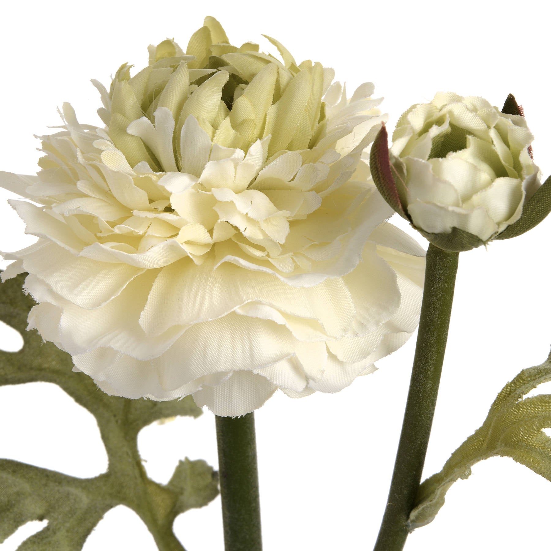 close up of green ranunculus spray