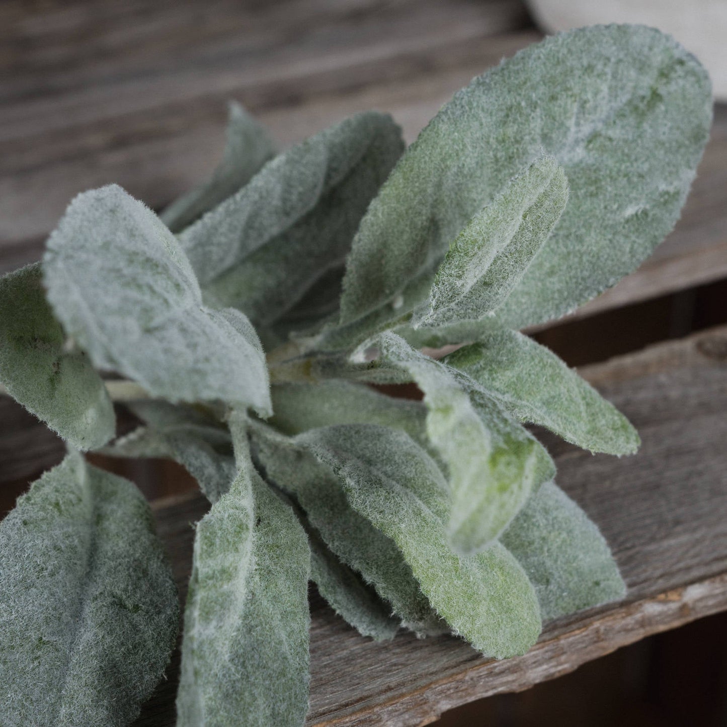 close up showing the texture on the lambs ear spray