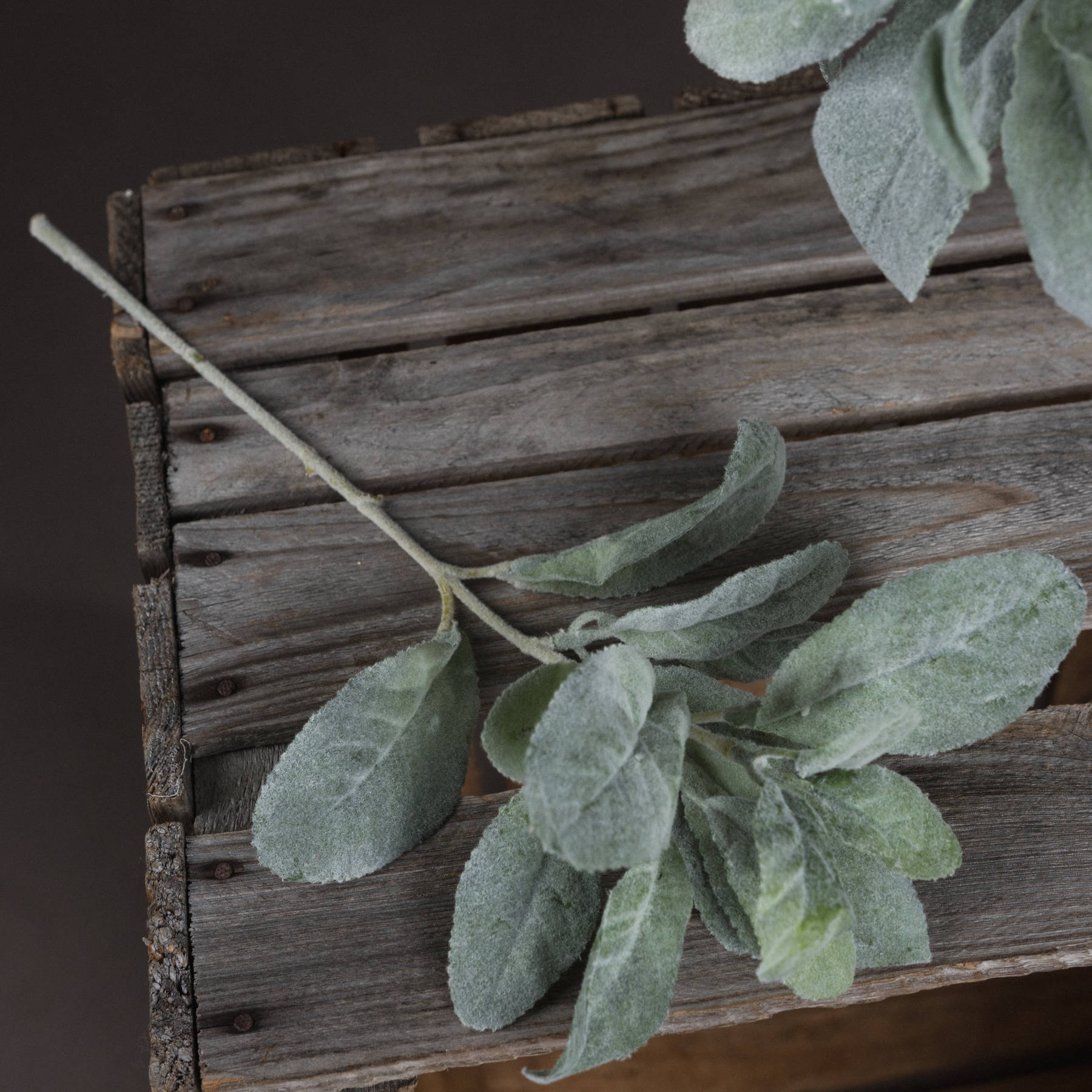 single lambs ear spray laid down on wooden crate