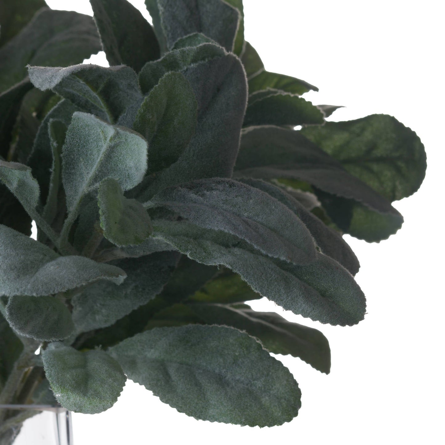 close up of lambs ear spray showing the texture on the leaves