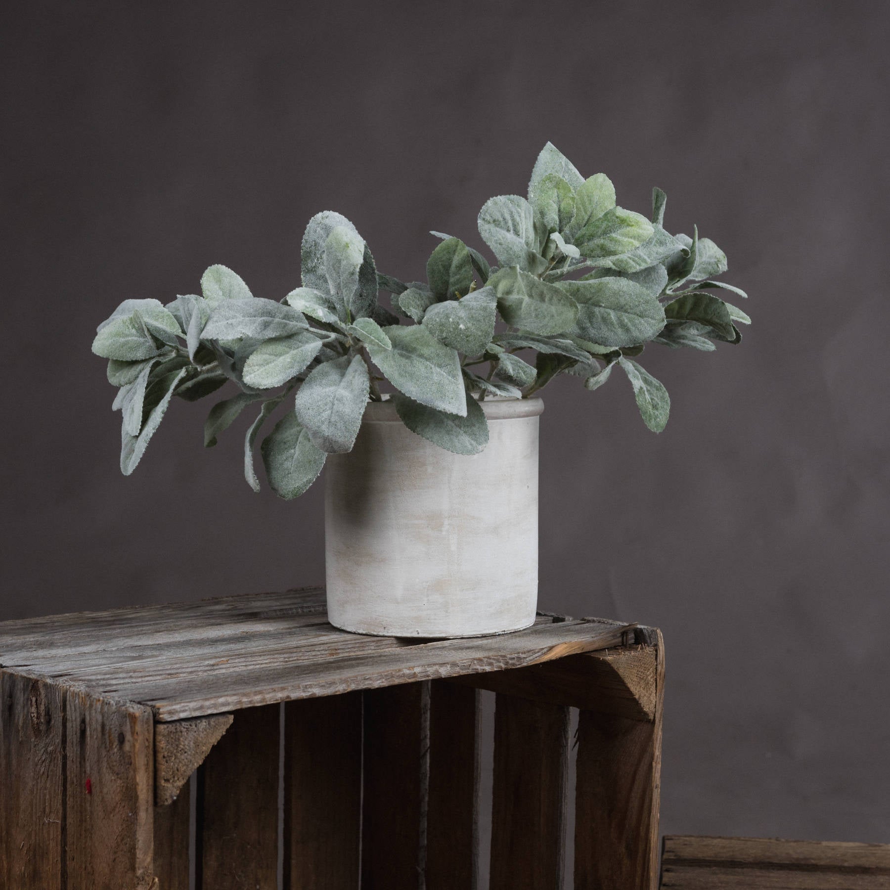 multiple lambs ear spray in stone pot on wooden crate