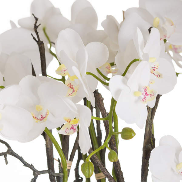 close up detail of orchid flowers