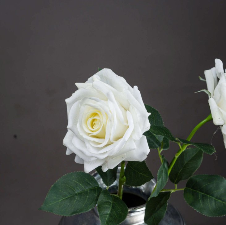 Large White Garden Rose