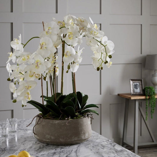 Wide white artificial orchid in stone pot, with roots and leaves sprouting out of the pot. Positioned toward the the edge of a kitchen worktop